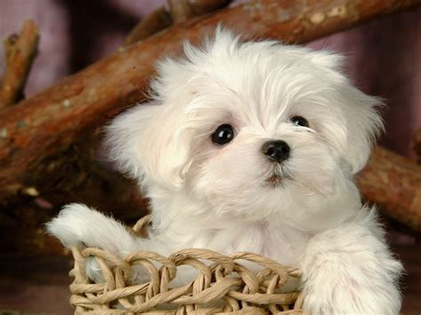 cute puppy puppies wallpaper  fanpop