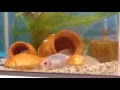 【印刷可能】 金魚 寝る時 255339-金魚 寝る時 背びれ