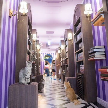 渋谷 原宿の猫カフェ全6選 最新 抱っこok 時間無制限が安い店も Shiori