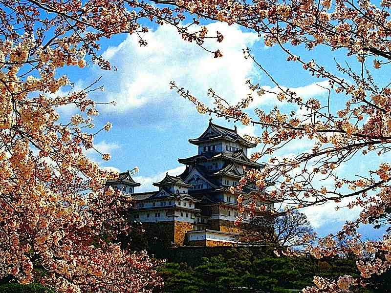 Japanese Cherry Blossoms at Himeji Castle