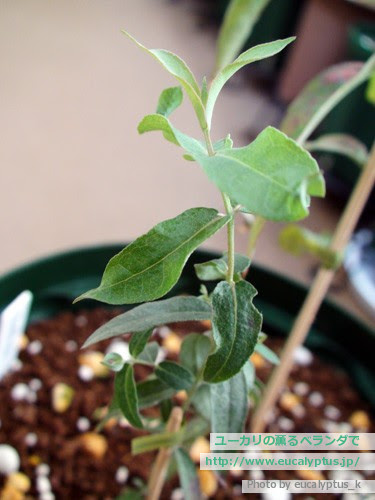 ユーカリの薫るベランダで ユーカリ グロブルス Eucalyptus Globulus Ssp Globulus の関連記事 8ページ