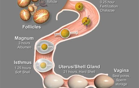 Free Read oviduct diagram of avian species PDF Book Free Download PDF