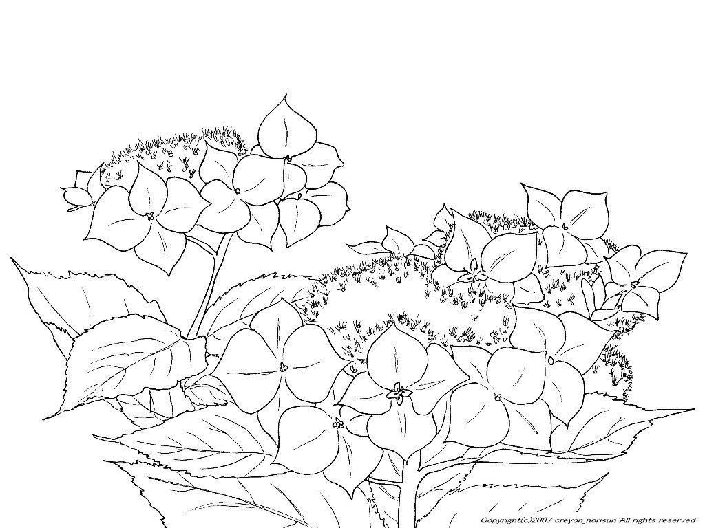 ガクアジサイの下絵 紫陽花 アジサイのぬりえ