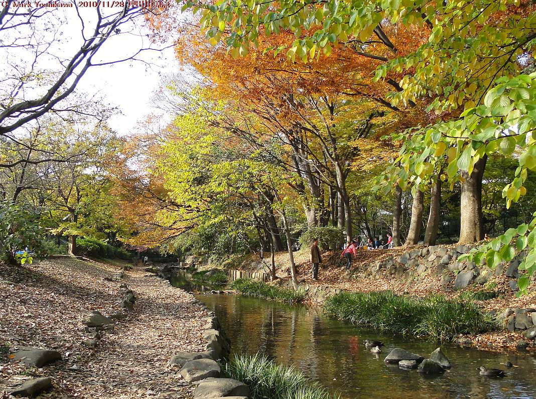 井の頭公園の紅葉 Earth