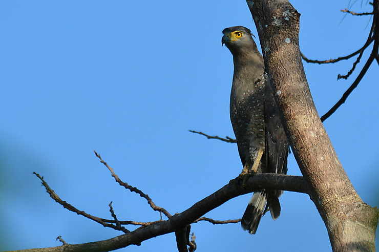 Serpentaire bacha, Parc national de Ream