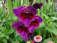 ７月８日の誕生花 グラジオラスの花言葉 慎重な愛 花の数が 密会 時間の合図 弥生おばさんのガーデニングノート 花と緑の365日 楽天ブログ