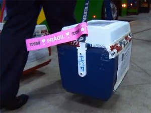 A partir de agora, órgãos para transplantes terão prioridade em voos de cinco companhias aéreas. (Foto: Reprodução/TV Globo)