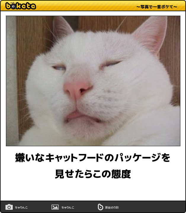 日常を100倍も楽しくする 秒殺で笑える 猫ちゃんのおもしろbokete 21選 猫の総合情報サイト ペットスマイルニュースforネコちゃん