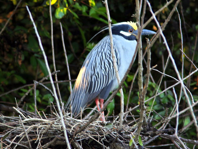 Yellow-crowned Night-Heron male at nest 9HT 20130406