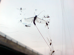2008_08_16_k01 - Squish