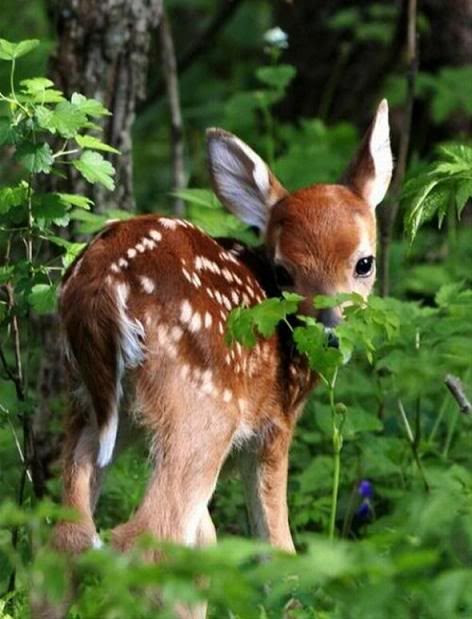 Shy B@by Deer, http://ilovanimal.blogspot.com/
