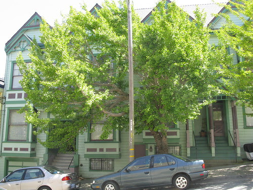 Ginkgo biloba