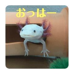 Lineスタンプ 牛 の完全一覧 全1000種類