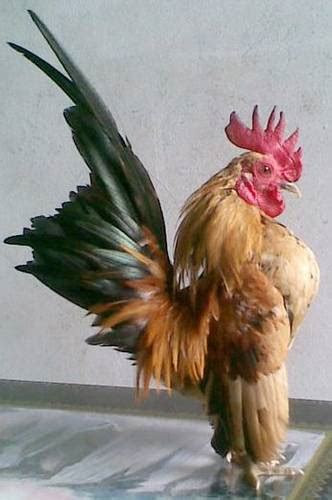 24.01.2019 · pdf | on jan 24, 2019, nopia wati published modul epidemiologi | find, read and cite all the research you need on researchgate saung ayam hias bogor: Ayam Serama