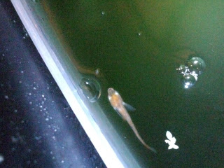 やせ病の治療法について考えてみる コンムーのめだか日報