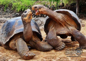 Galápagos tortoise