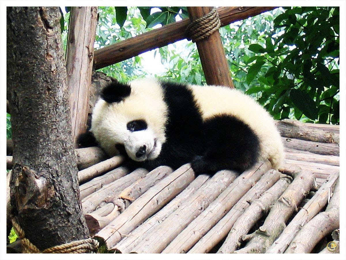 Baby Panda  Wallpapers  Wallpaper  Cave