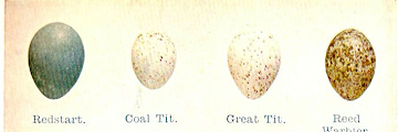 Bird Egg Identification Chart