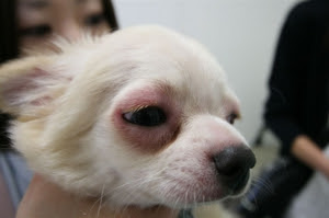 アレルギー反応について