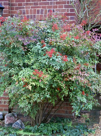 二種類の南天 イギリスそよ風もよう