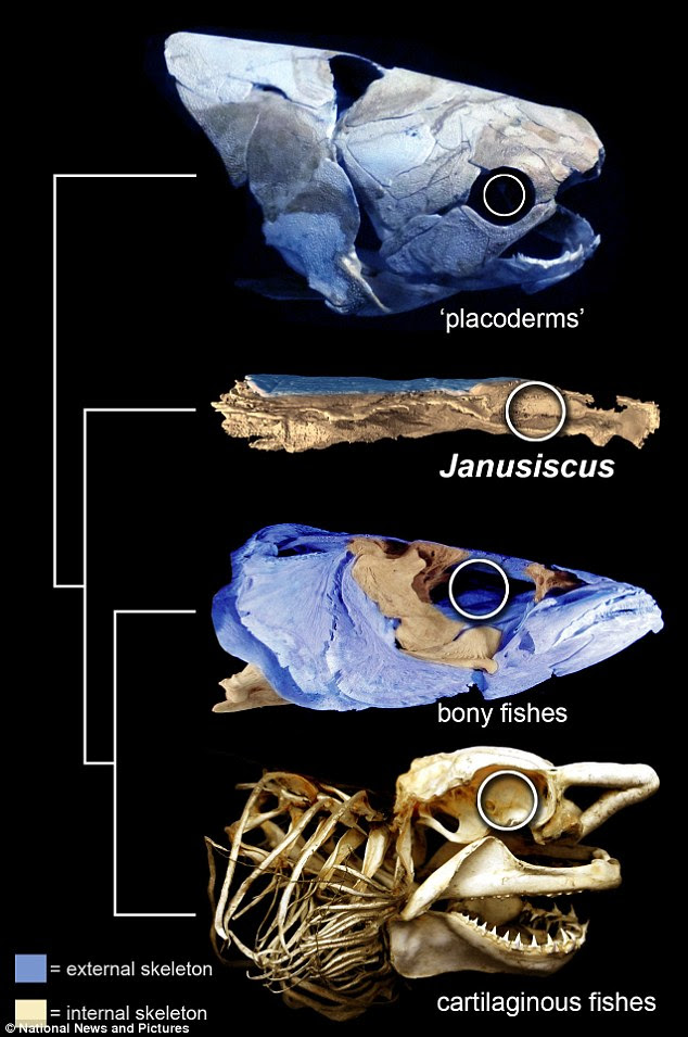 A fossilised 415 million-year-old fish called Janusiscus (shown above) provides critical evidence for a well-developed external skeleton (shown in blue) in the shared ancestor of bony fishes and cartilaginous fishes such as sharks. This means that sharks are not as primitive as assumed, experts say