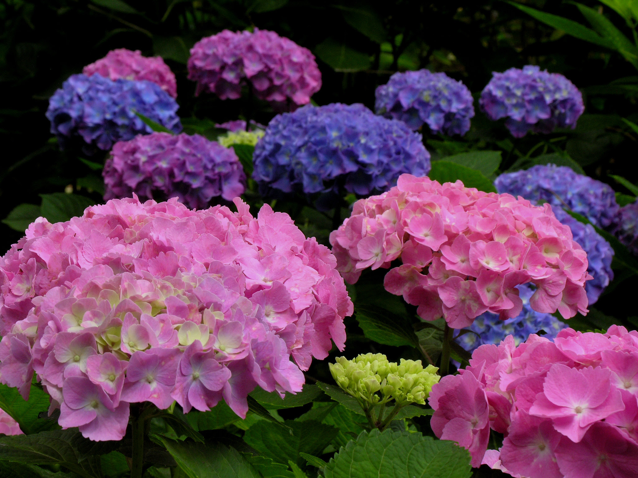 6月 花 画像 - 夏の花(季節の花の一覧。画像・写真や花言葉) 花言葉 由来