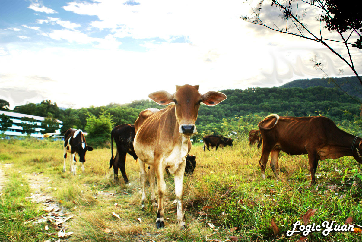 cow