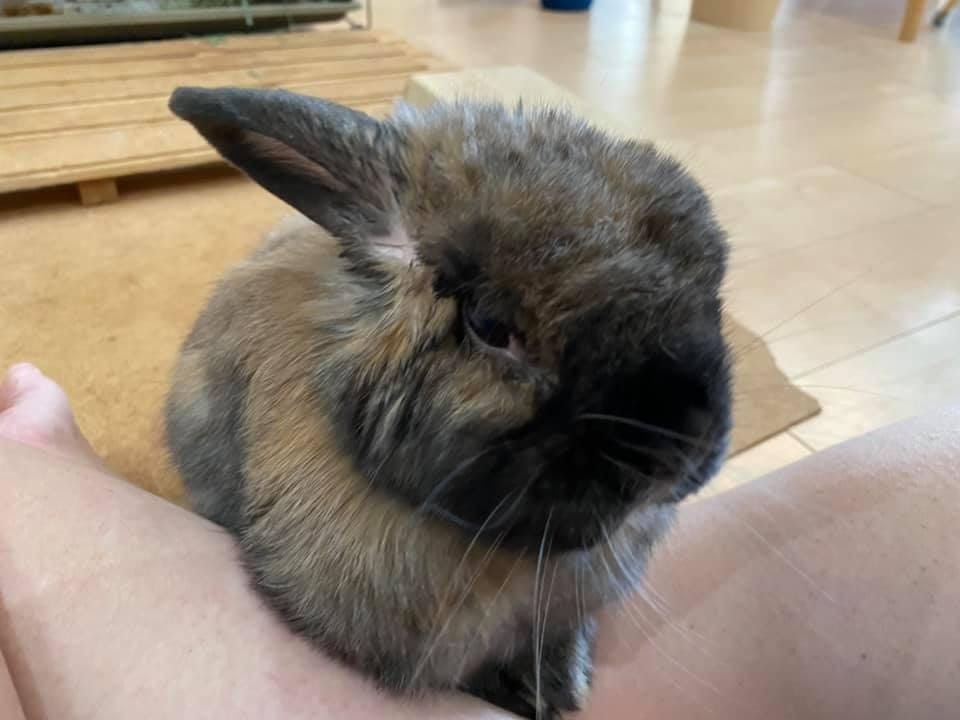 うさぎ 飲んだくれじばご