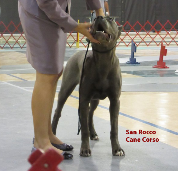 Dog Shows San Rocco Cane Corso Puppies For Sale