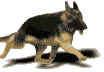 german shepherd information, black german shepherd puppies, german shepherd info, german shepherd size, breeding german shepherds, sable german shepherds, white german shepherd dog, black german shepherds, german shepherd silver, sable german shepherd, white german shepherd dogs, white german shepherd