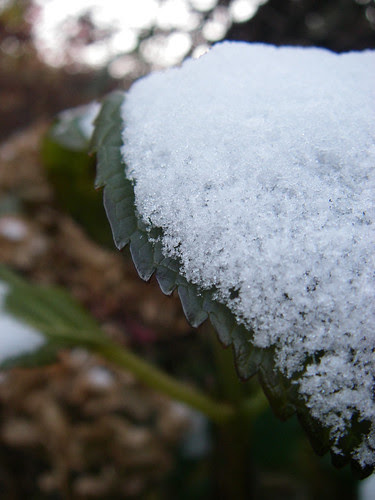 snow falling on hydrangeas