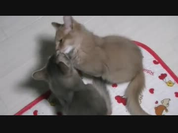 くぅなゆ04 いちゃいちゃちゅっちゅする猫達 Nicozon