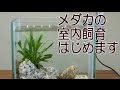 [無料ダウンロード！ √] アクアリウム おしゃれ メダカ 221312-メダカ アクアリウム おしゃれ