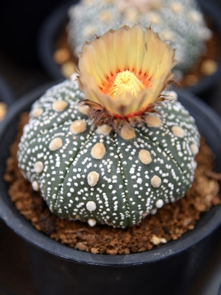 サボテンの仲間たち