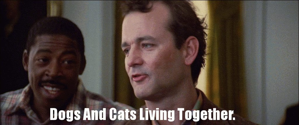 Dogs And Cats Living Together Gif On Imgur
