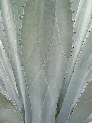 agave.jpg