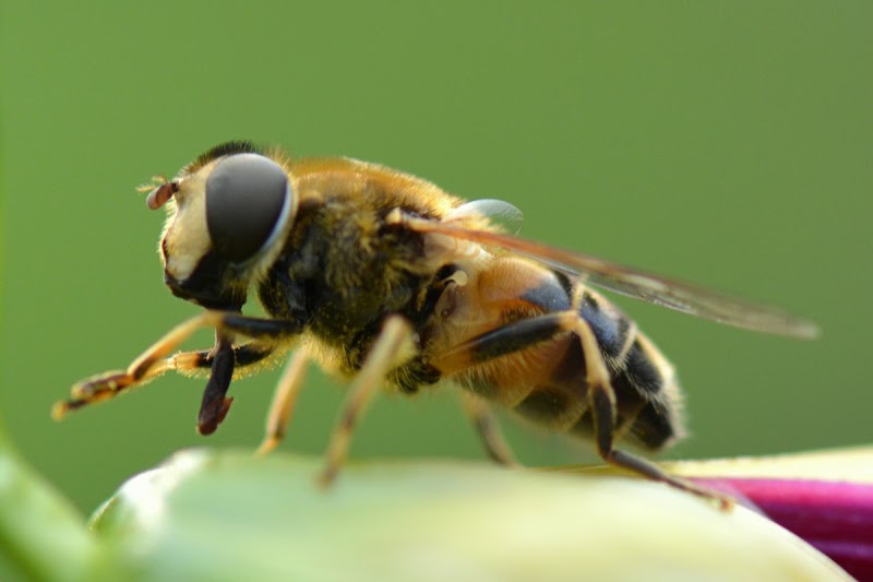 Top 55+ Hewan Invertebrata Yang Dapat Terbang