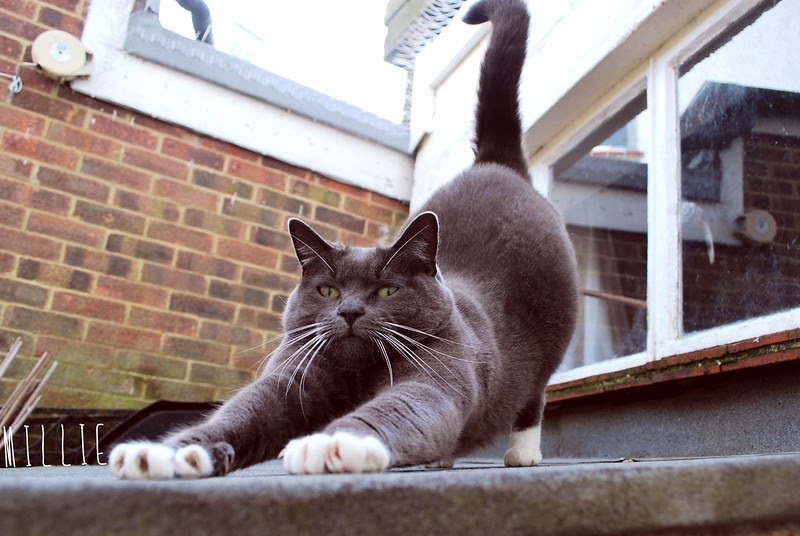 20121007_2cat