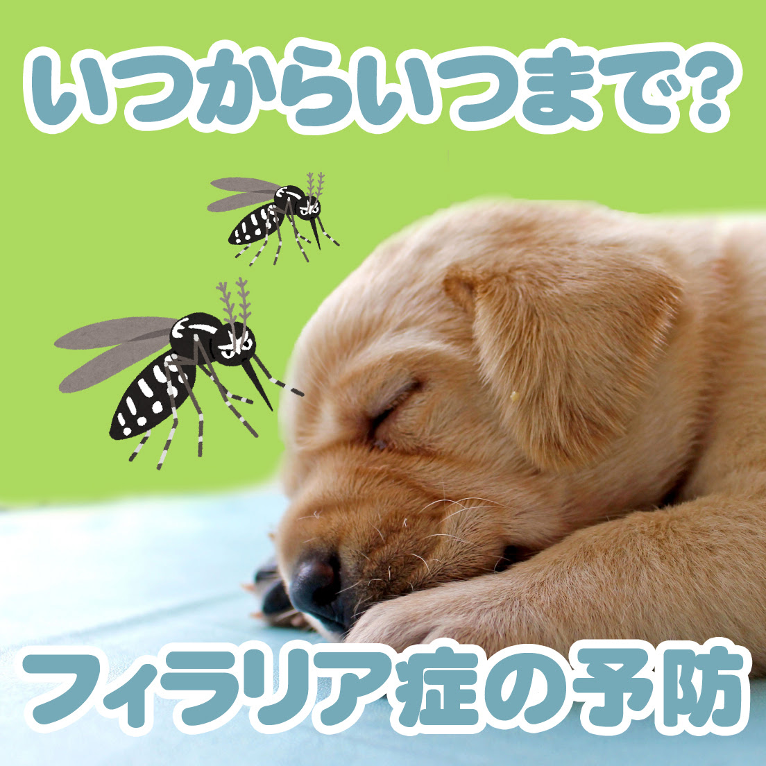 犬のフィラリア予防薬の期間はいつなの 症状や予防薬も解説