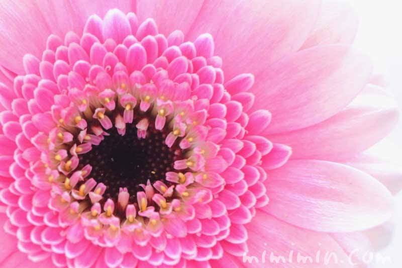 ガーベラの花言葉 誕生花 みみみんブログ