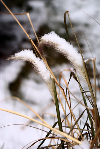 Snowy grass