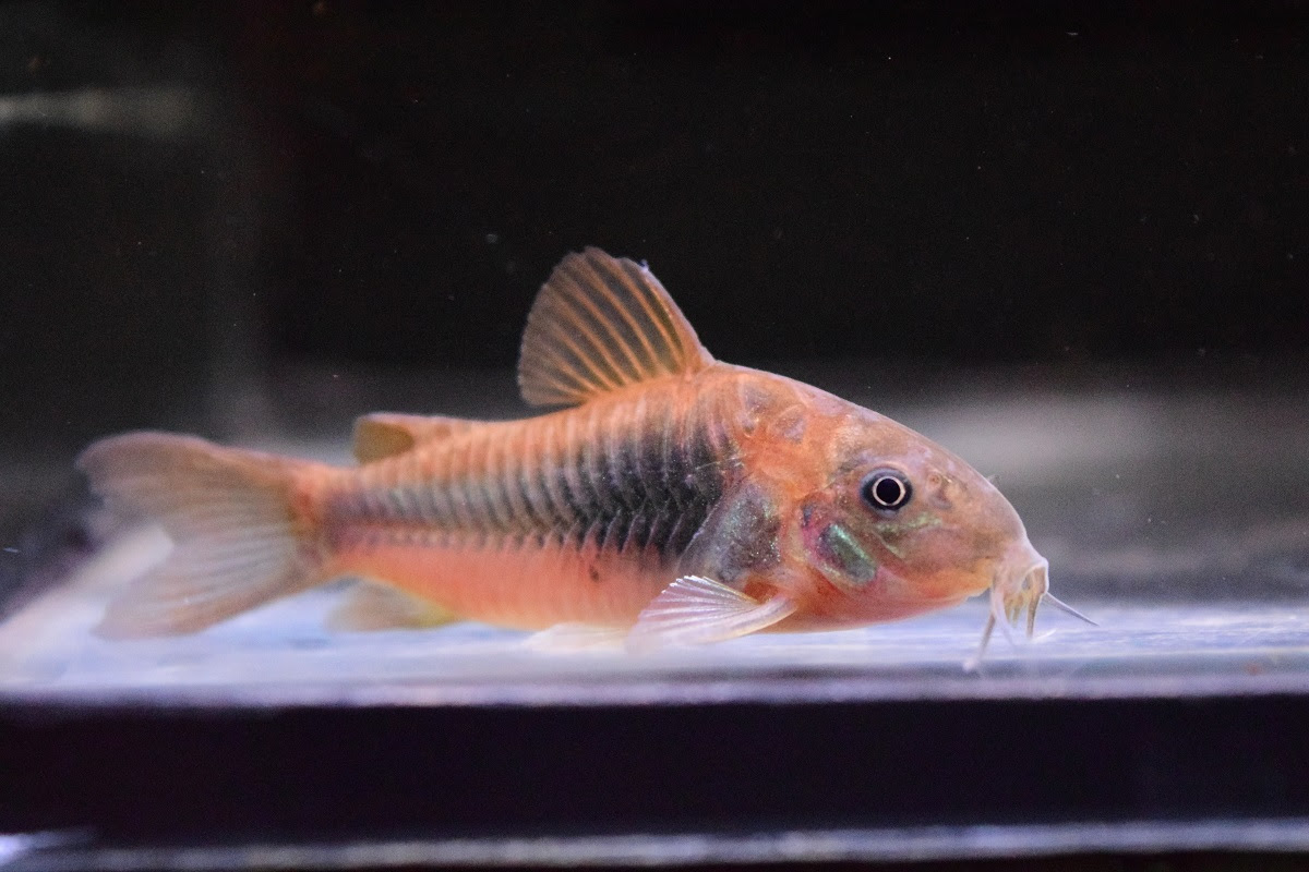 在庫魚紹介 静岡市の熱帯魚専門店 大型魚 古代魚 珍魚 World Rivers