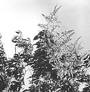 Mango trees produce massive sprays of reddish or yellowish flowers.