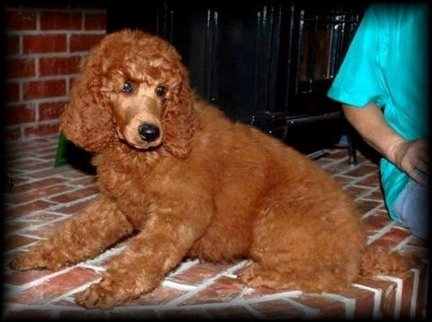 10 15 スタンダードプードル里親募集 ペットショップ Peki Farm ペットと一緒に買い物ができるペットショップ