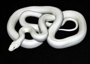 Leucistic Texas Rat Snake