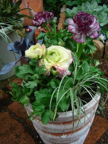 ラナンキュラス中心の寄せ植え 春一番のせいでリニューアルした寄せ植え トウ立ちの始まった葉牡丹 Enjoy Garden 楽天ブログ