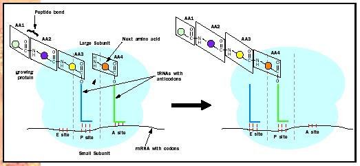 peptide bond formation. Peptide bond formation by the