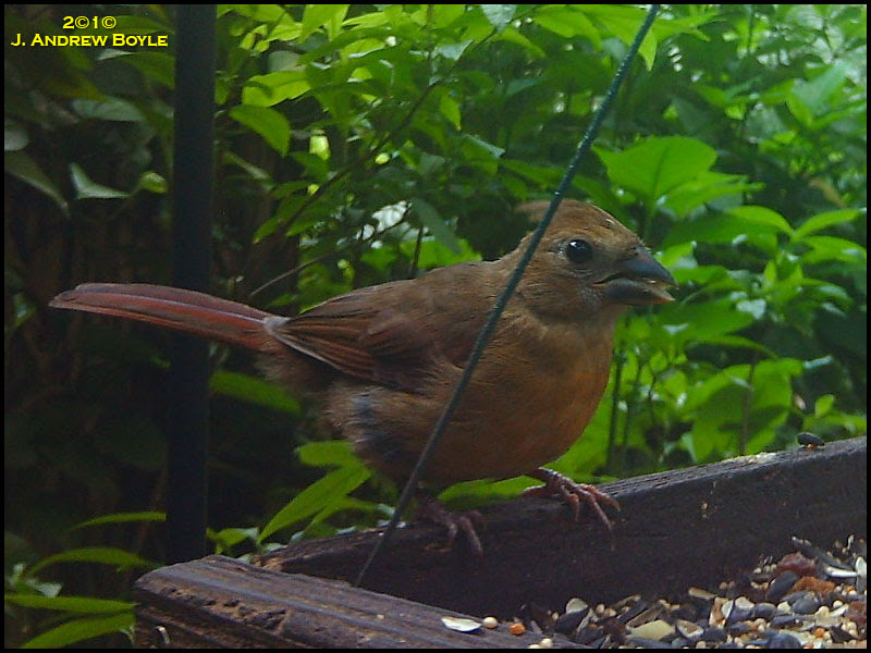 Northern Cardinal