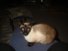 cats