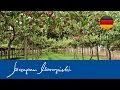 Kiwibeeren Pflanzen Kaufen